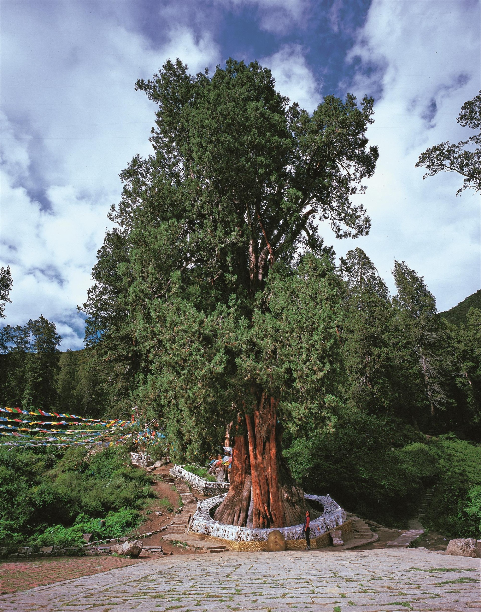 "6257393">柏科 /a> a target="_blank" href="/item/柏木属/2854028"