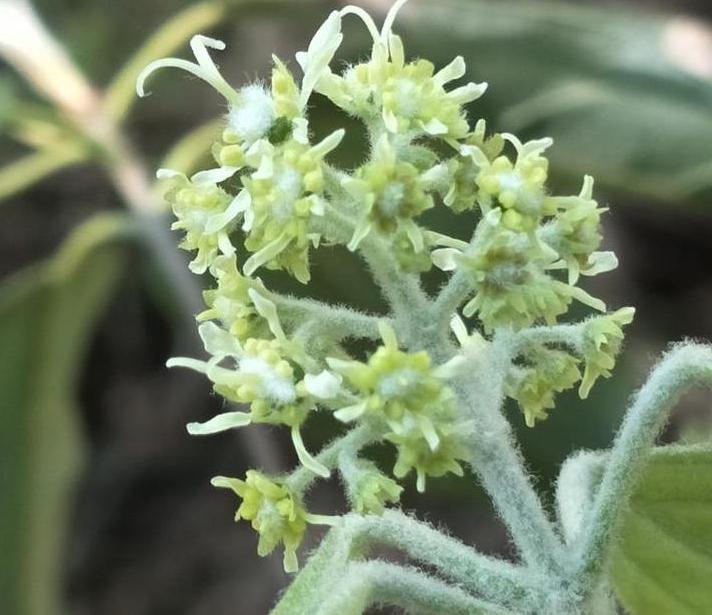  p>革叶槭(学名: i>acer coriaceifolium /i> lévl.