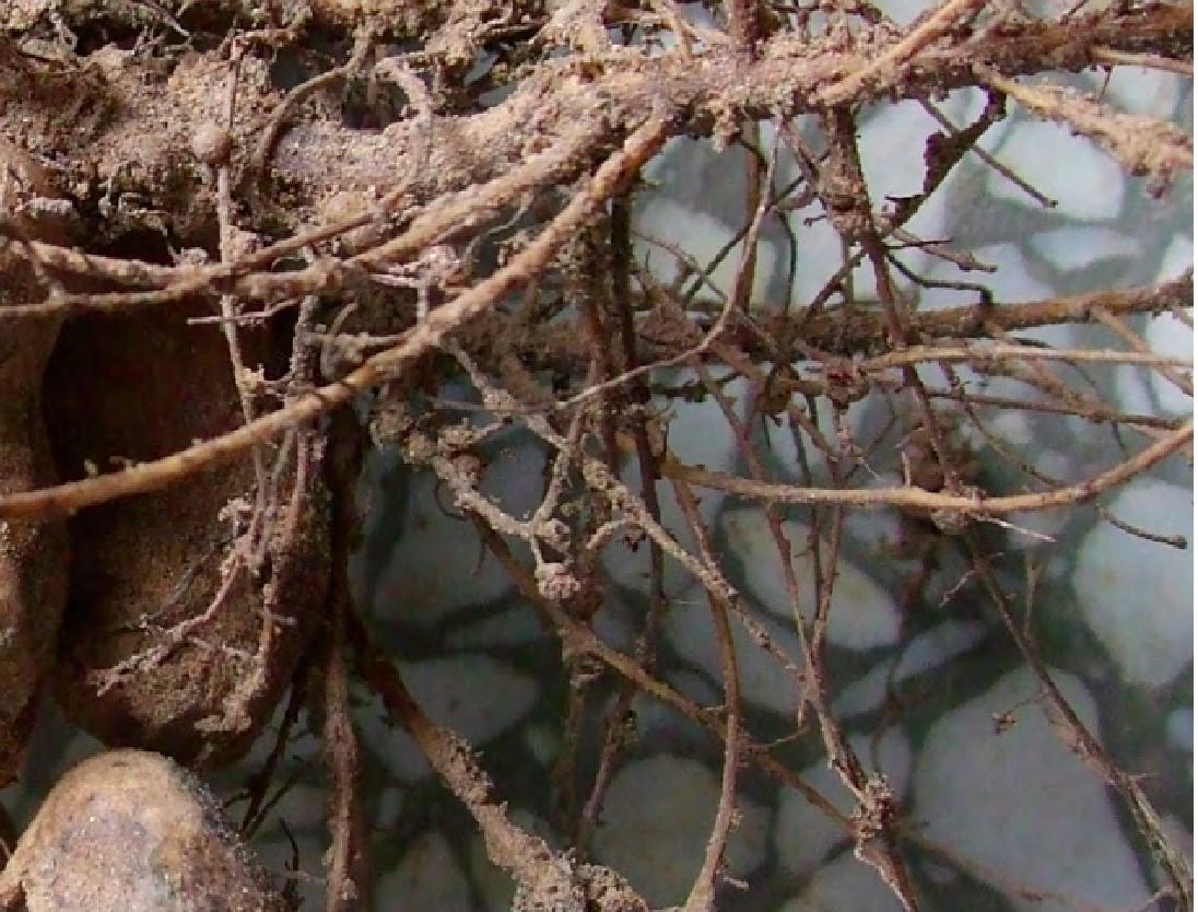 花生根结线虫病
