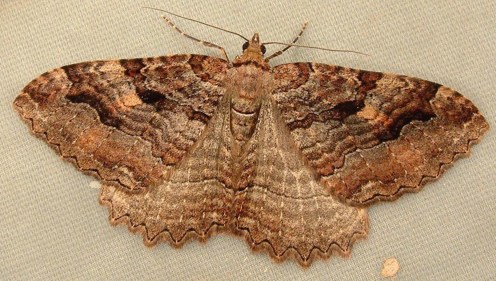  p>槐尺蠖, i>semiothisa cinerearia /i> (bremer &amp; grey)