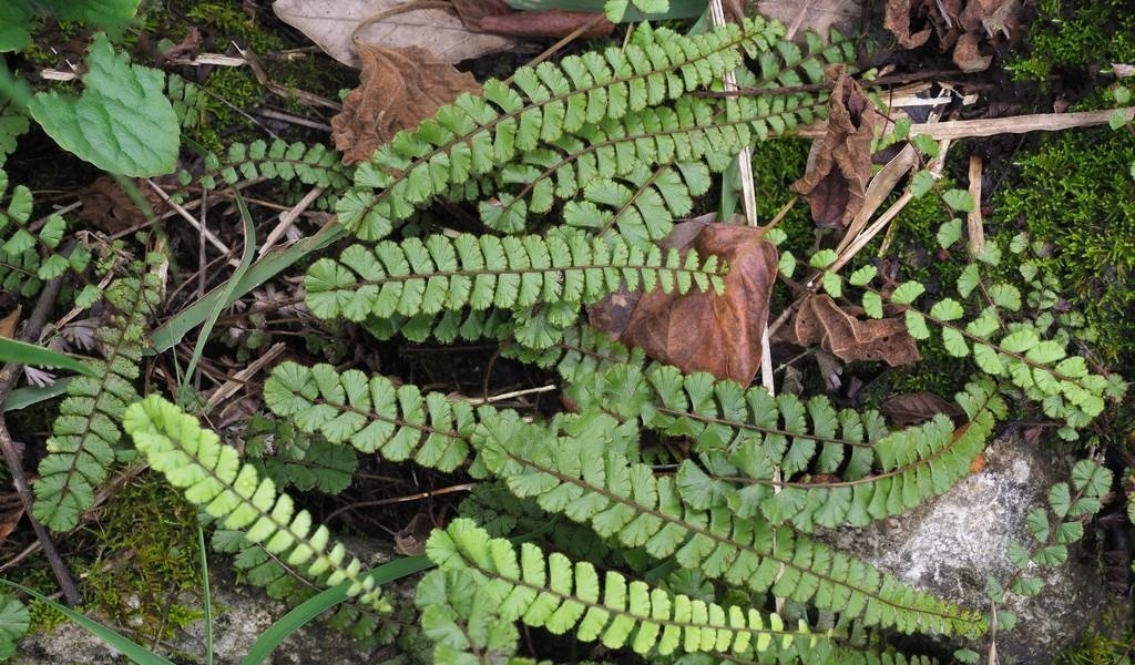  p>假鞭叶铁线蕨(学名: i>adiantum malesianum /i> ghatak)是铁线蕨