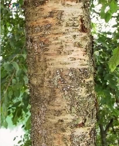 西南桦景谷家系04号