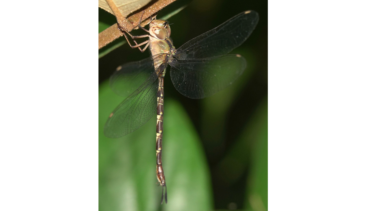  p>细腰长尾蜓(学名: i>gynacantha subinterrupta /i>)是蜓科,长尾蜓
