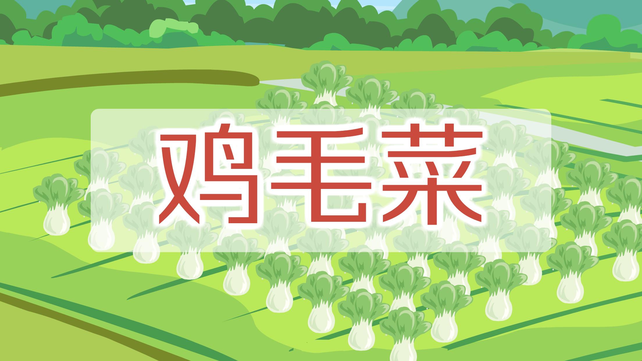 鸡毛菜：十字花科植物小白菜幼苗的俗称