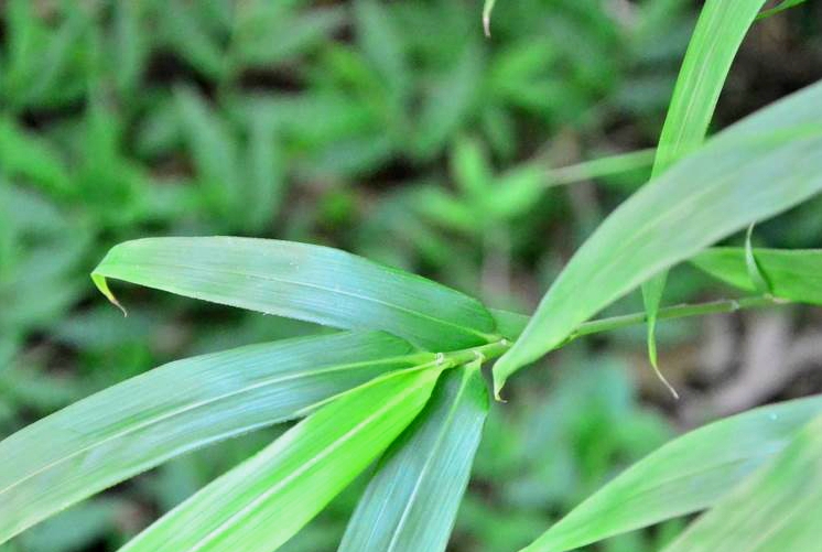  p>狭叶青苦竹(学名: i>pleioblastus chino /i> (franch. et savat.