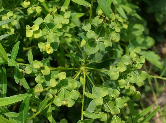 是大戟科,大戟属植物.多年生草本.