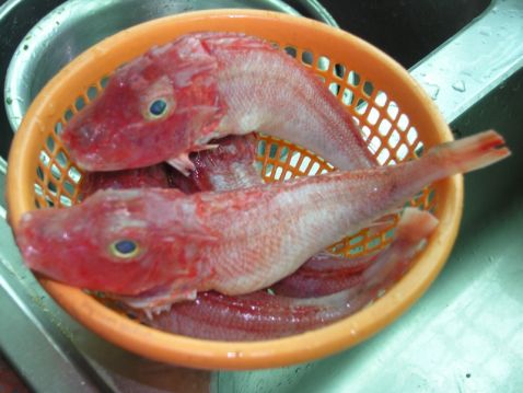 角鱼属