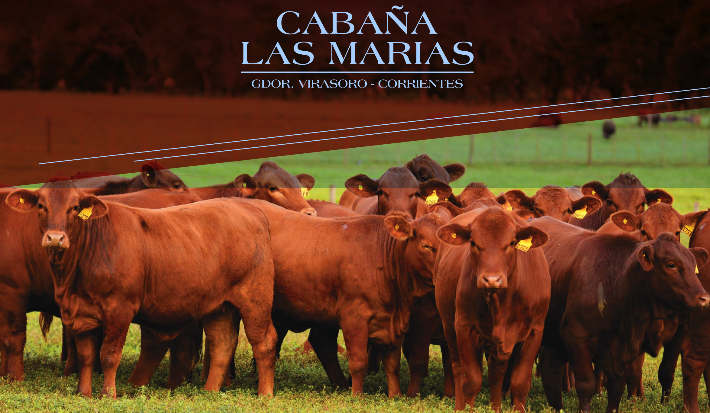 taragui 中文品牌名:塔拉吉