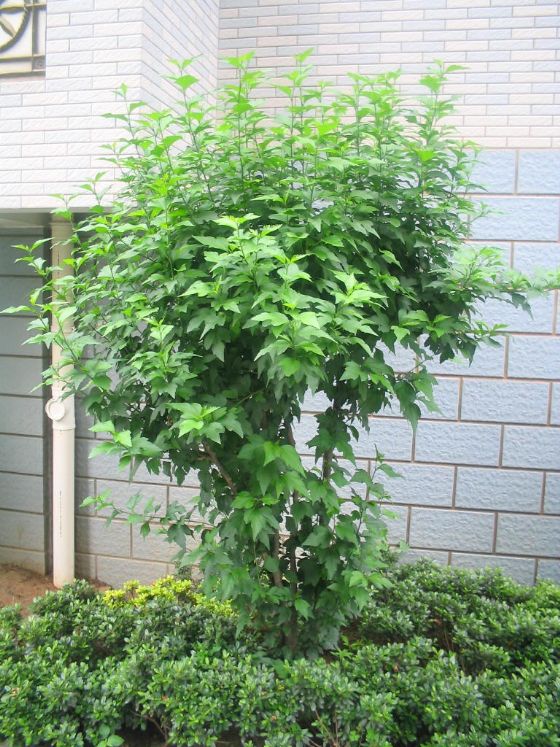 小乔木状植物,如 a target="_blank" href="/item/彩叶木/1221971"