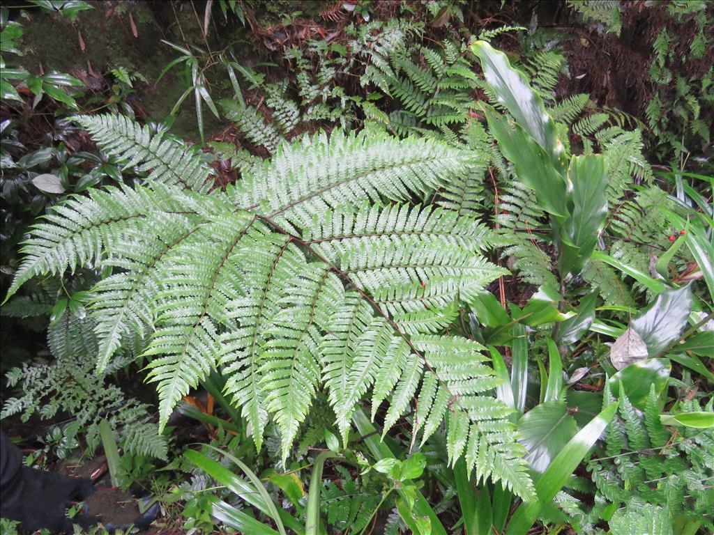 (学名: i>alsophila denticulata /i> baker)是桫椤科,桫椤属灌木状 a