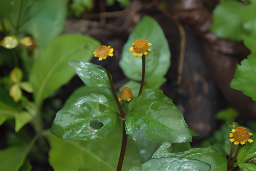 金钮扣（菊科金钮扣属植物）_百度百科