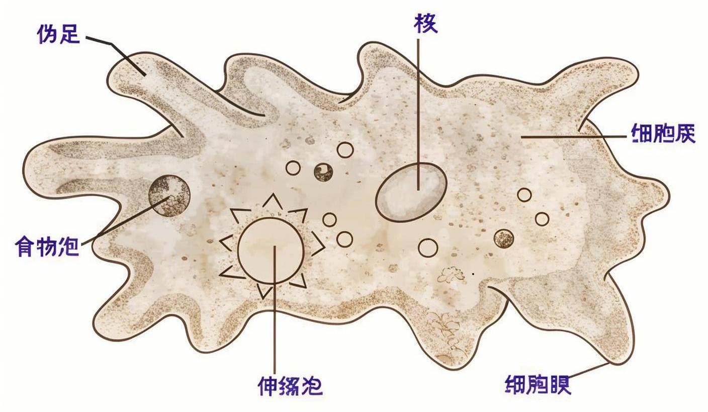 变形虫是变形目变形科变形虫属单细胞动物