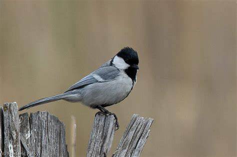 西域山雀准葛尔亚种