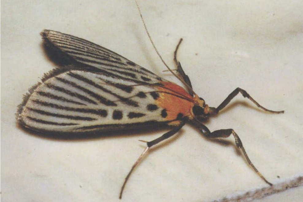  p>黑纹草螟是 a target="_blank" href="/item/螟蛾科/6244151" data