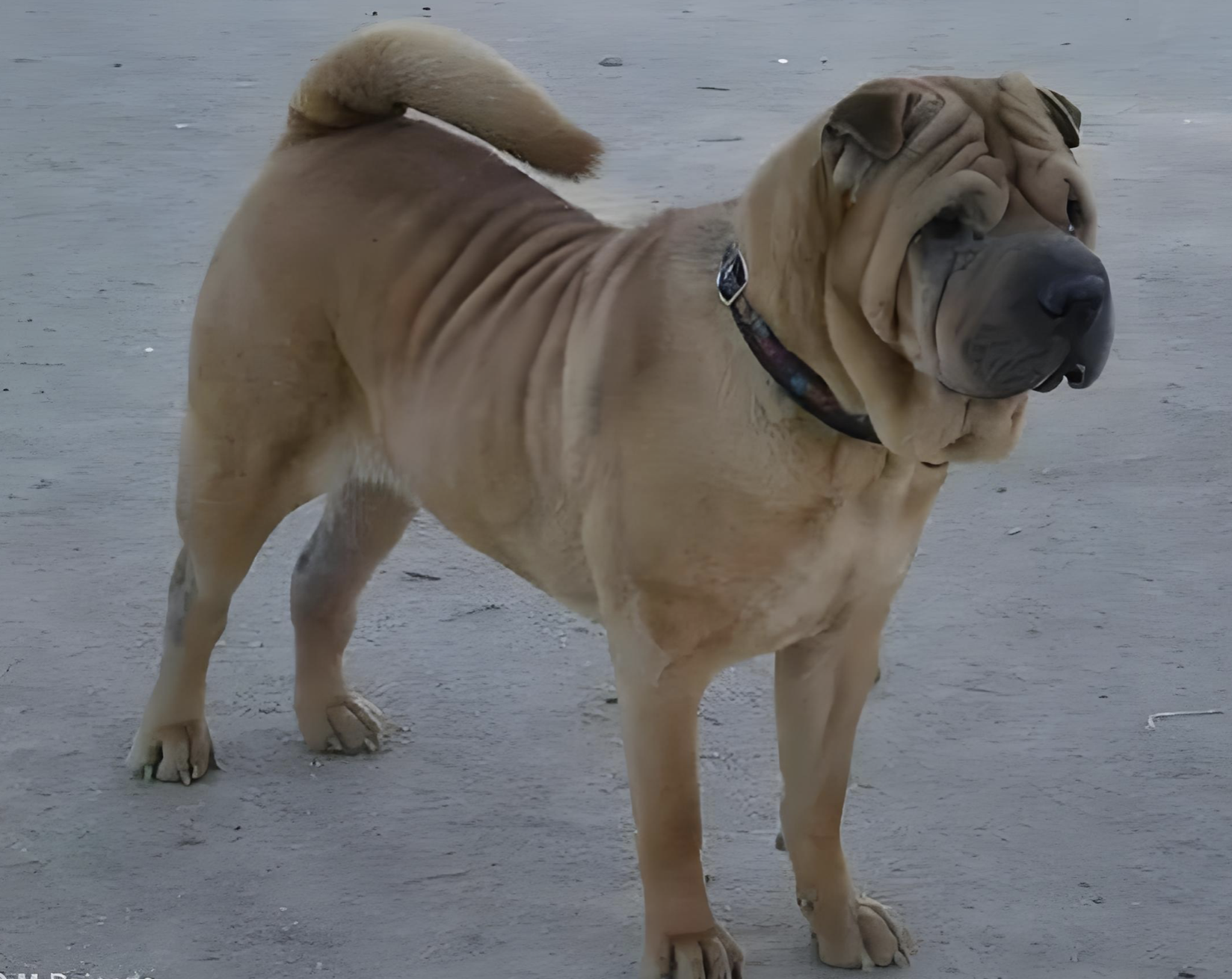 中国斗犬