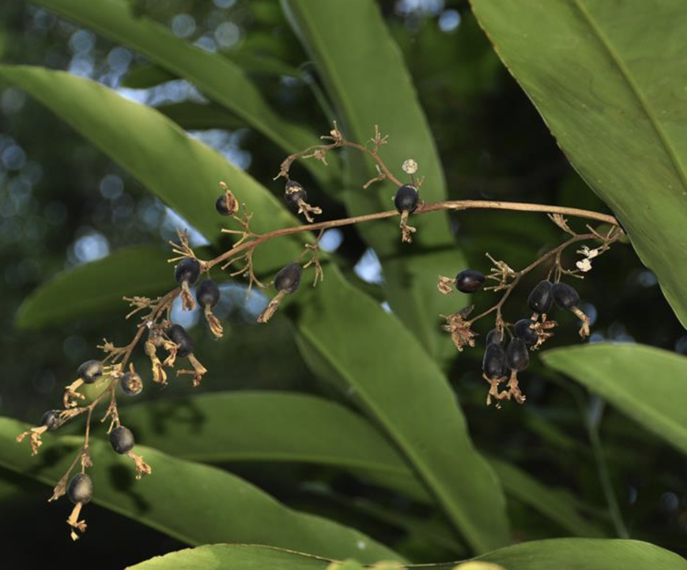  p>黑果山姜(学名: i>alpinia nigra /i> (gaertn.