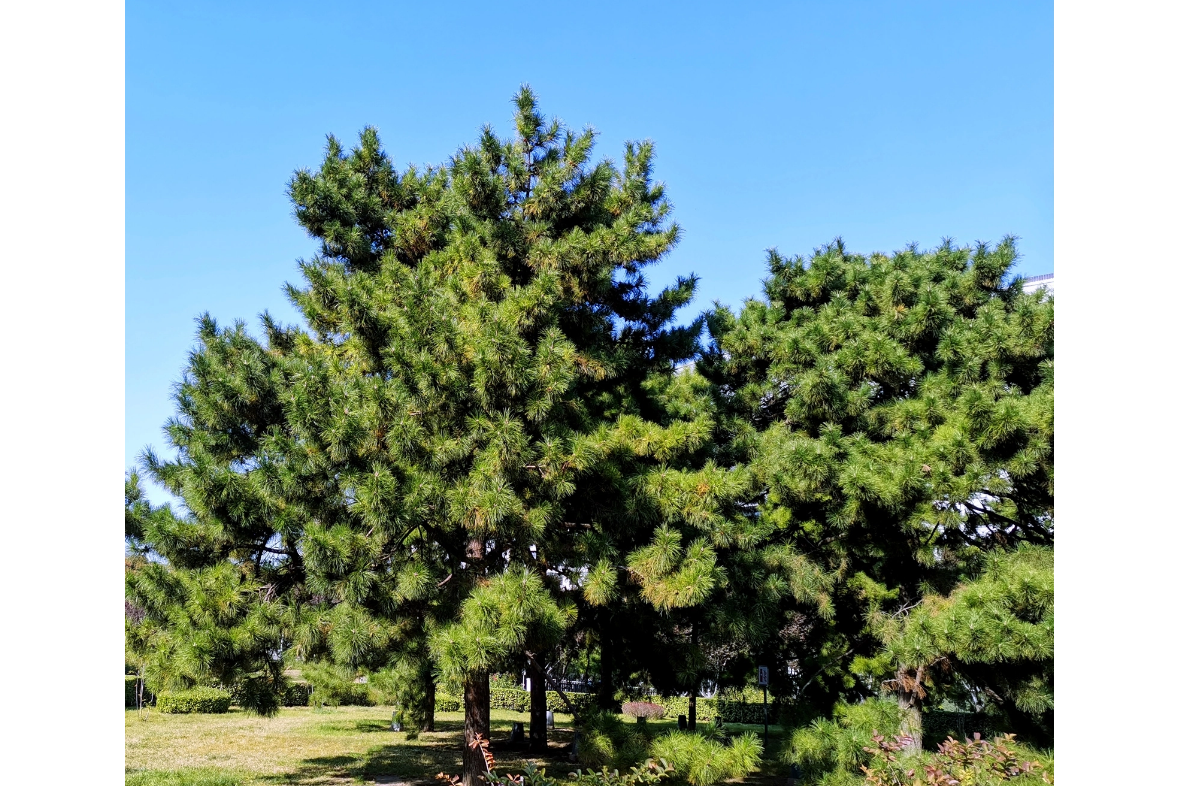 油松的特点和用途(油松的特点和用途少字)