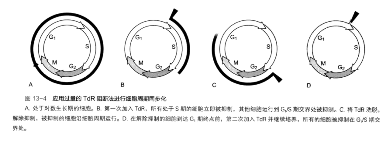 TdR阻斷法