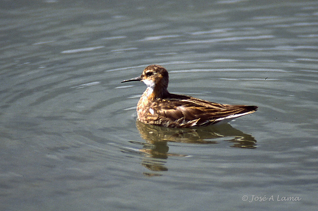  /a>, a href="#" data-lemmaid="16615978">瓣蹼鹬属 /a>的小型水禽