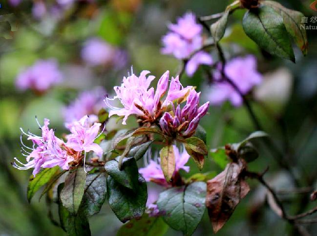 fang)杜鹃花科杜鹃花属常绿乔木,高可达7米;叶多密生于枝顶,叶片备镲