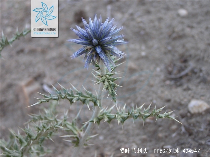  p>硬叶蓝刺头(学名: i>echinops ritro /i> l.