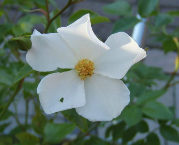  p>光叶蔷薇(学名: i>rosa wichurana /i>  crep.