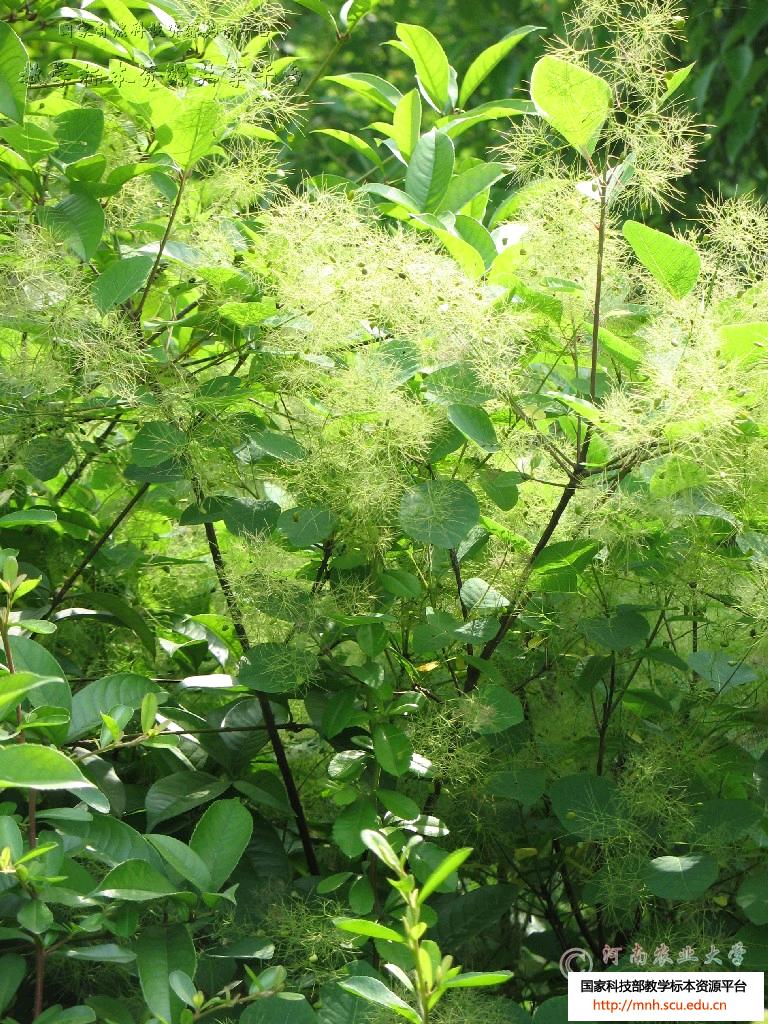 lemmaid="61924">红叶 /a>,红叶黄栌,黄道栌,黄溜子,黄龙头,黄栌材