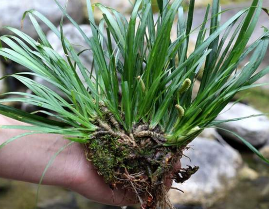 石菖蒲的功效作用有哪些 百科ta说