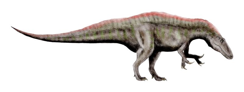  p>高棘龙(学名acrocanthosaurus),又名高脊龙,多脊龙或 a href="#"