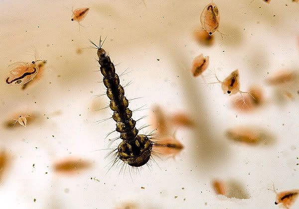 幽蚊幼虫