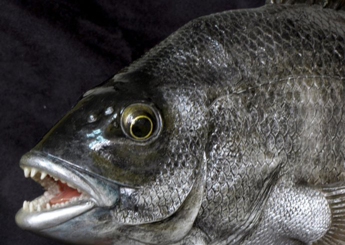  p>黑鲷(学名: i>acanthopagrus schlegelii /i>)是鲷科,黑鲷属鱼类.