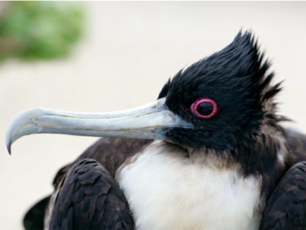  p>军舰鸟(学名:fregata)是 a target="_blank" href="/item/鹈形目">