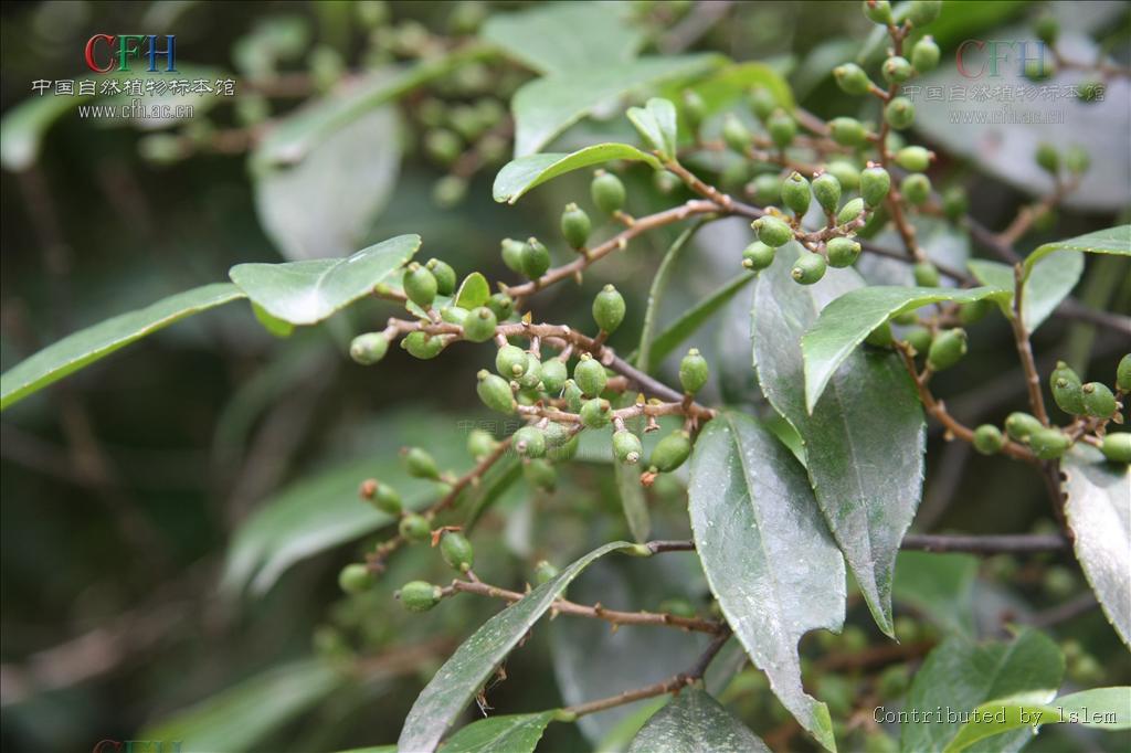  p>光叶山矾(学名:symplocos lancifolia sieb. et zucc.