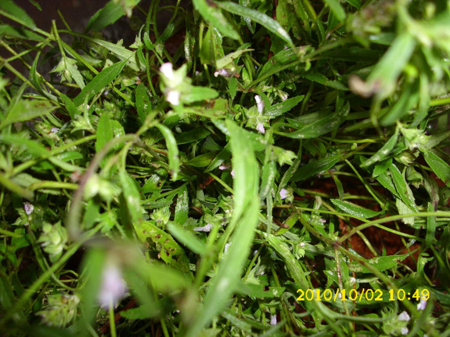 叶卵形或卵状披针形,长1-4.5厘米,宽0.3-2.5厘米.