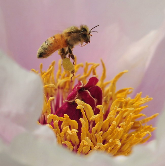  p data-id="gnwyqxv1qf">花粉筐位于蜜蜂后足胫节外侧端部略凹陷处