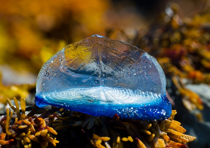 p>帆水母(学名: i>velella velella /i>)是 a href="#">水螅纲 /a>