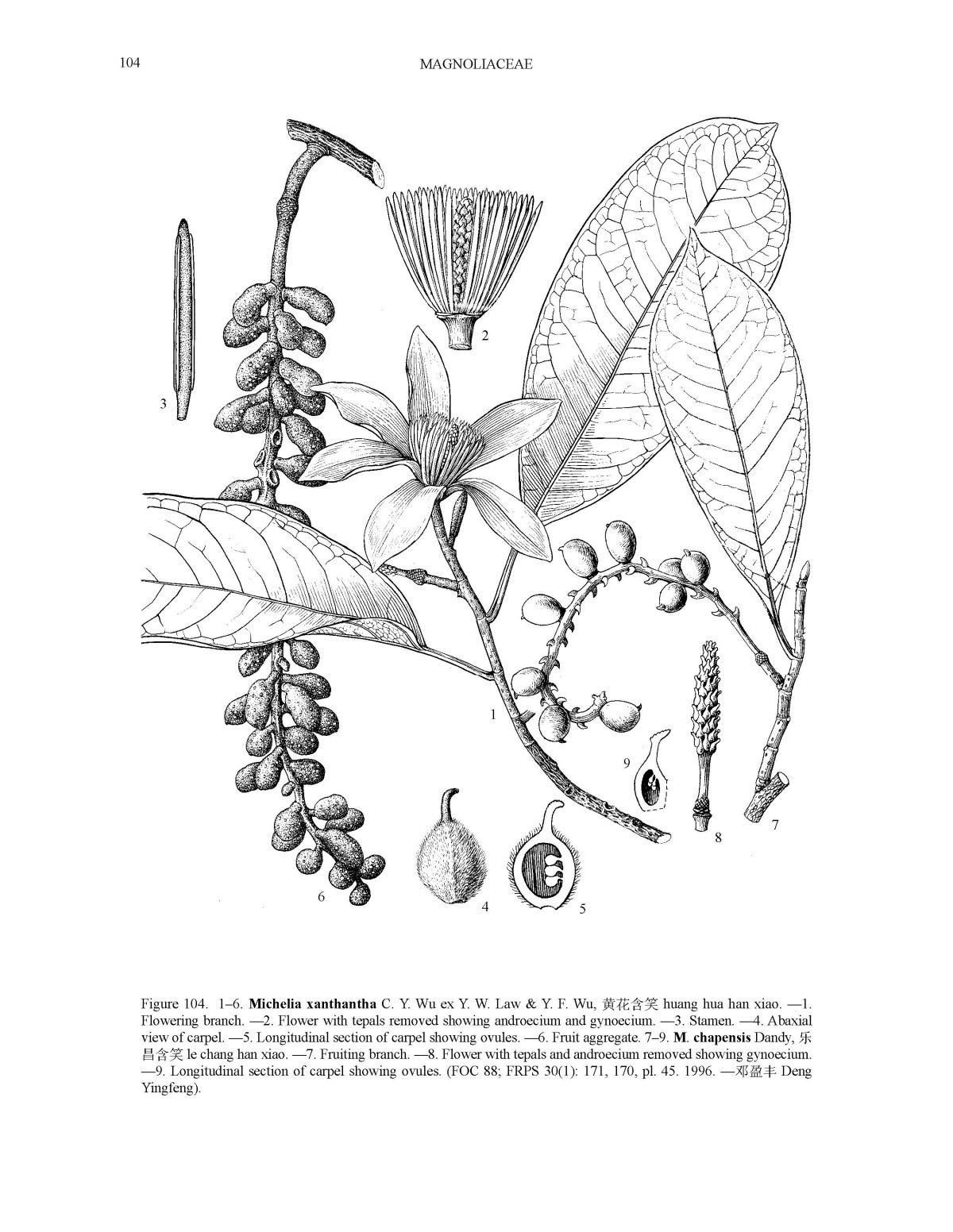  p>乐昌含笑,又名南方白兰花,广东含笑,景烈白兰,景烈含笑.