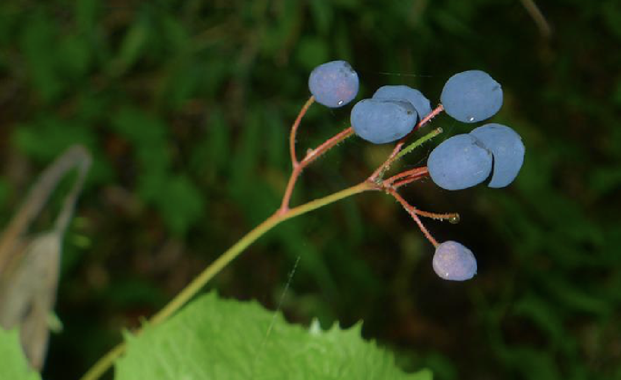  p>南方山荷叶(学名: i>diphylleia sinensis /i> h. l.