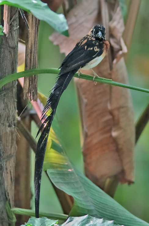 long-tailed paradise whydah