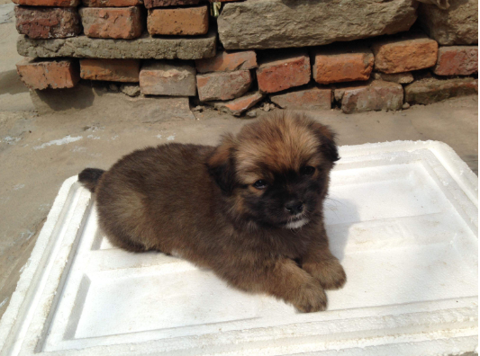 其实土狗也可以很美好 百科ta说