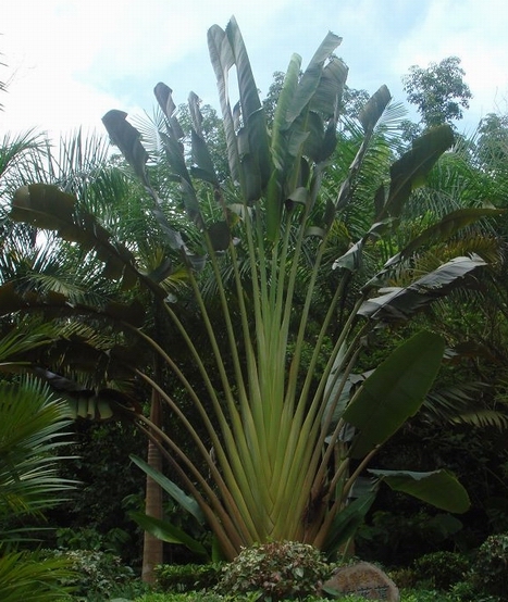  p>旅人蕉(学名: i>ravenala /i>  i>madagascariensis /i> sonn.
