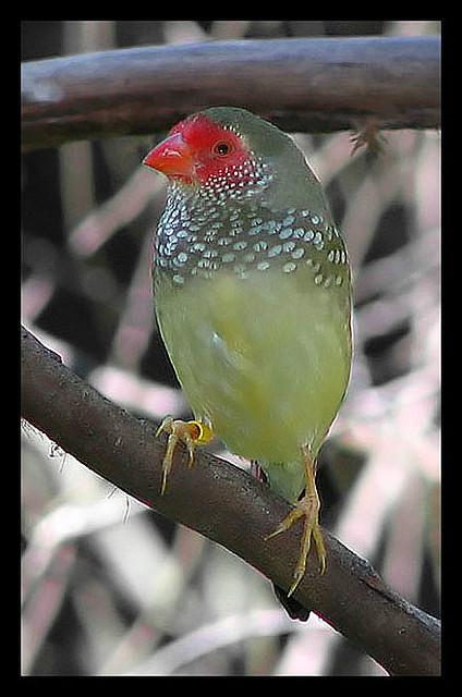  p>星雀学名为 i>neochmia ruficauda /i>,又名星文鸟,是梅花雀科的