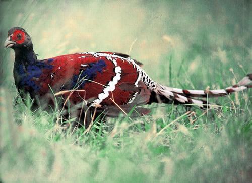 广西金钟山黑颈长尾雉自然保护区