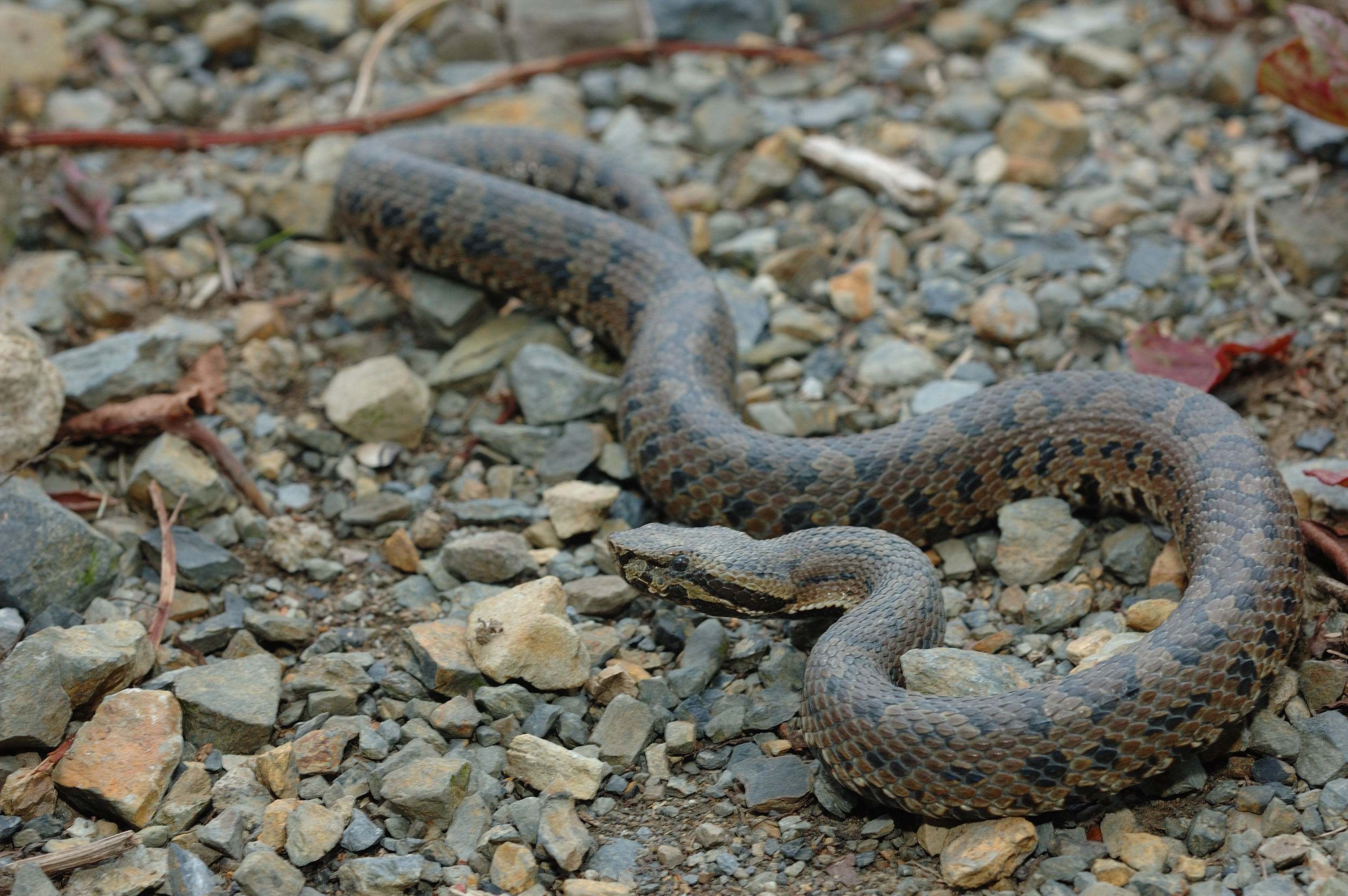  p>台湾毒蛇中,多数人只知道龟壳花,其实有三种,分别是平地的龟壳花, 