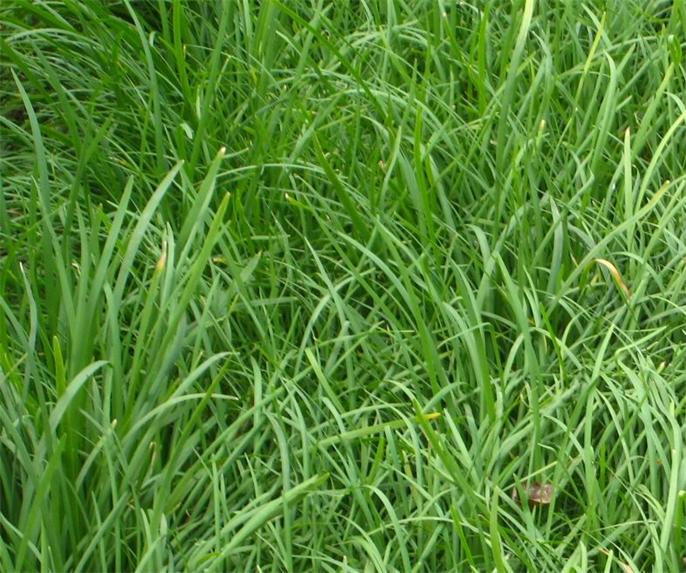  p>细叶韭(学名: i>allium tenuissimum /i> l.