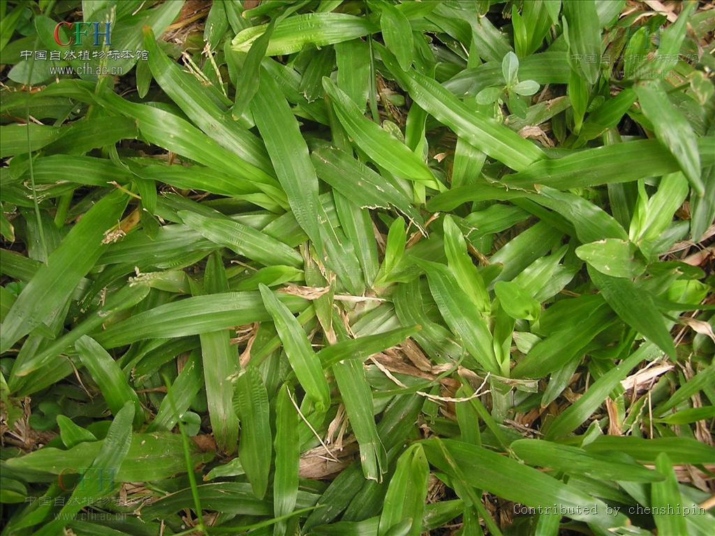 axonopus compressus (sw. ) beauv.