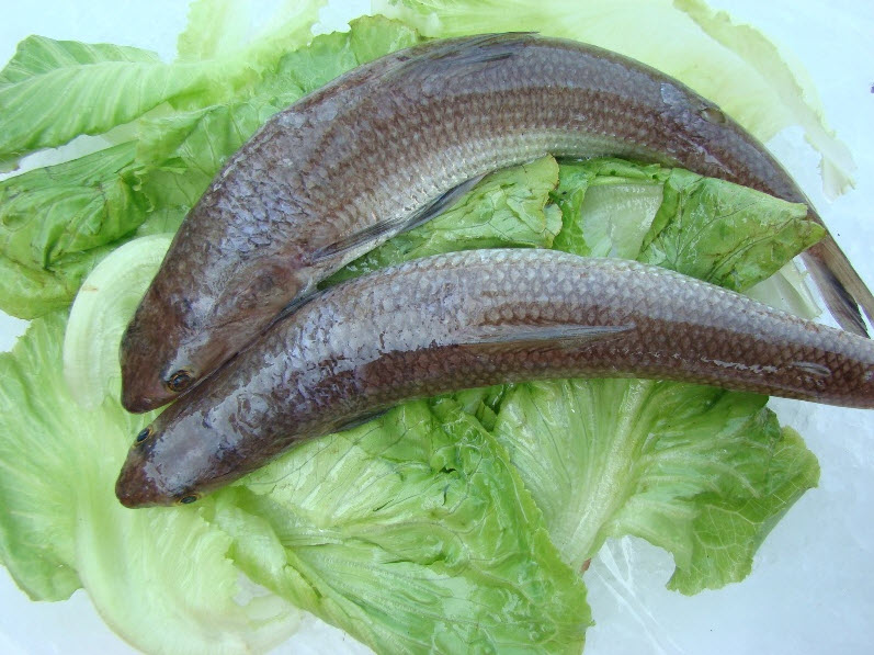  p>大头狗母鱼(学名: i>trachiocephalus myops  /i>(forster) )是 a