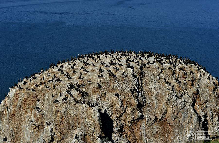  p>青海湖鸟岛地处青海湖的西北部,面积0.