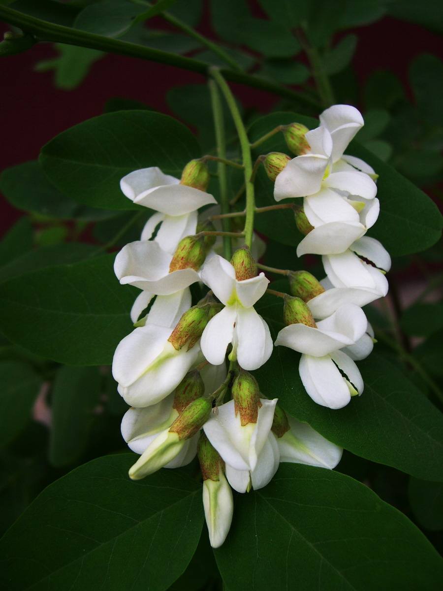  p>假虎刺属(学名:carissa  linn.