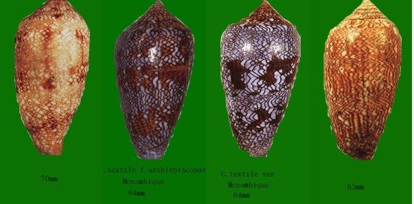  p>织锦芋螺(学名:cylinder textile textile)花纹清晰,贝壳厚实.